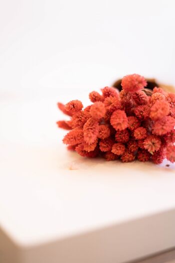 phalaris séché, diverses couleurs - rose