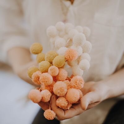 Craspedia séchée, pilons, différentes couleurs - blanc