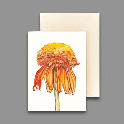 Greeting card Echinacea cantaloupe / coneflower melon