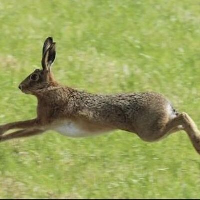 Handgemachte Britische Leaping Hare Tie Tack Anstecknadel aus Sterlingsilber
