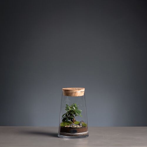 Terrarium - Erlen 1