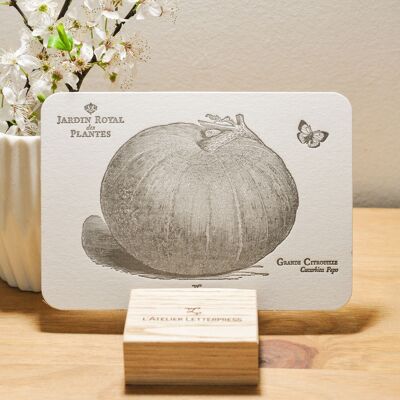 Large Pumpkin Letterpress card, vegetable, botanical, vintage, heavy laid paper