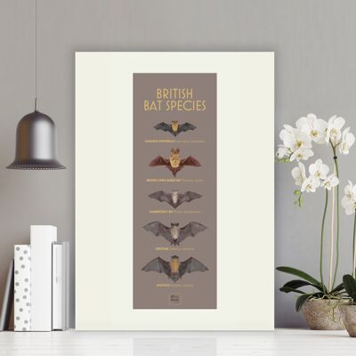 Especies de murciélagos británicos - Montado en panel, slimline-a2