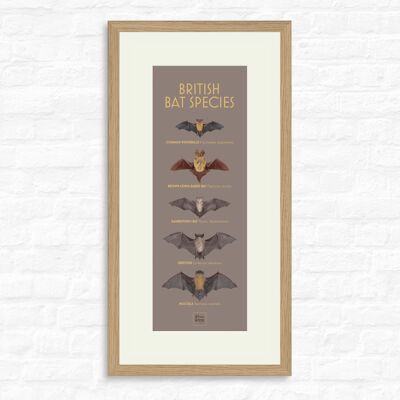 British Bat Species - Print + oak frame , slimline-a2