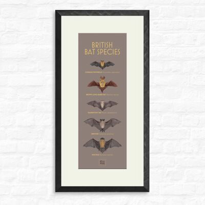Especies de murciélagos británicos - Impresión + marco negro, slimline-a2