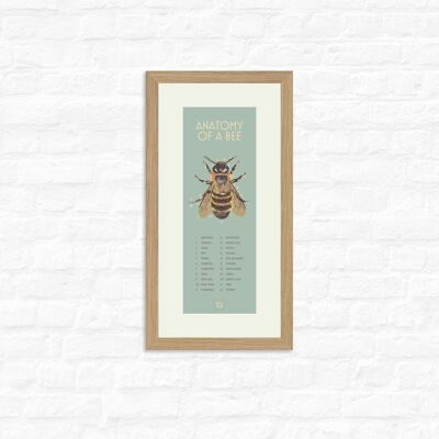 Bee Anatomy - Print + oak frame , Slim A3, 148.5 x 420 mm