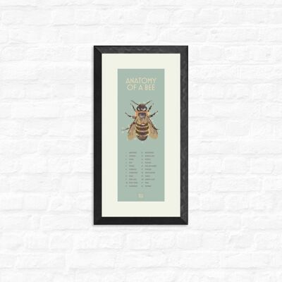 Bee Anatomy - Print + black frame , Slim A3, 148.5 x 420 mm