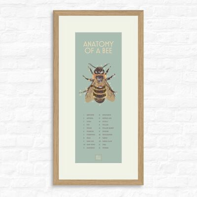Bee Anatomy - Print + oak frame , slimline-a2