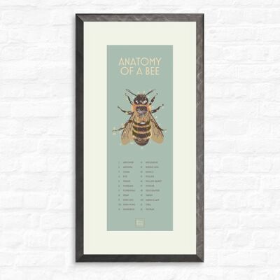 Bee Anatomy - Print + pewter frame , slimline-a2