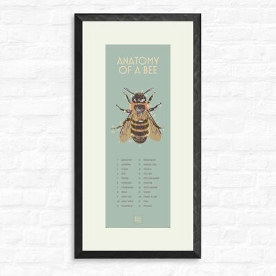 Bee Anatomy - Print + black frame , slimline-a2