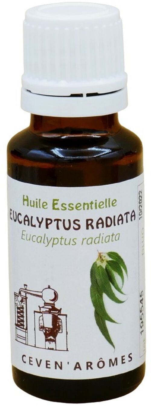 Eucalyptus radiata 20ml Huile essentielle