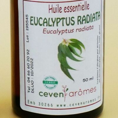 Olio essenziale di eucalipto radiata 50 ml