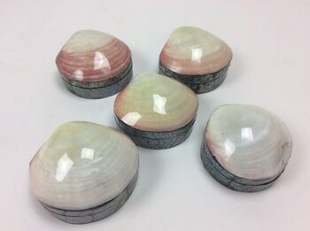 Boîte coquillage rose nacre / crème 10 cm (UE 6)