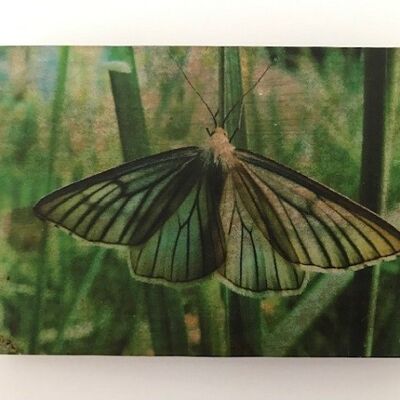 Blocco decorativo in legno 10x15 cm Farfalla (PU 2)