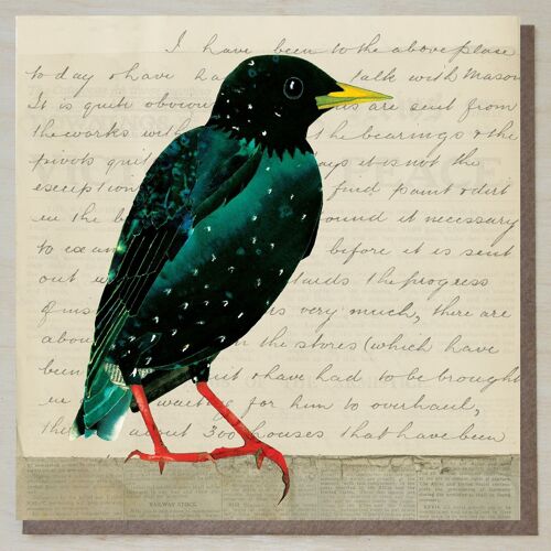 Starling on Vintage Letter (bird cards)