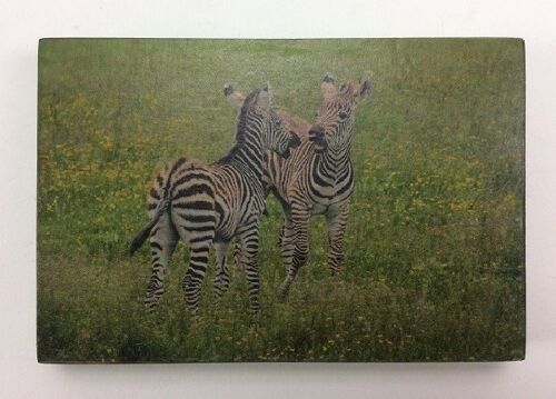 Afbeeldingsblok 10x15 cm Wildlife zebra (VE 2)