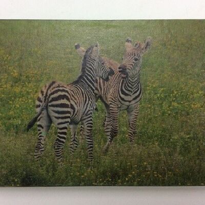 Afbeeldingsblok 10x15 cm Wildlife zebra (VE 2)