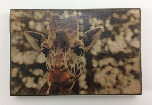 Afbeeldingsblok 10x15 cm Wildlife giraf (VE 2)