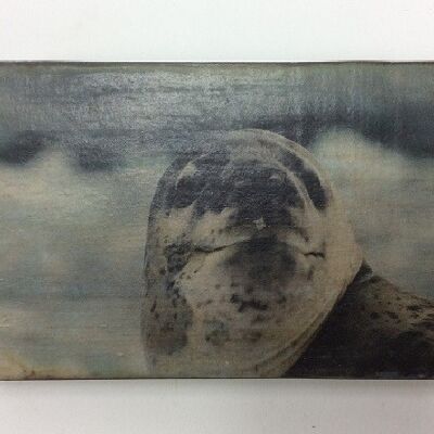 Bildblock 10x15 cm Wildlife Seal (VE 2)