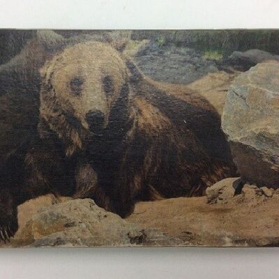 Afbeeldingsblok 10x15 cm Wildlife bruine beer (VE 2)
