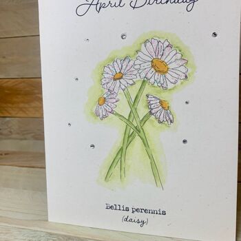 Marguerite / Carte de fleur de naissance d'avril 2