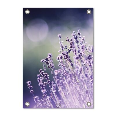 Garden poster lavender