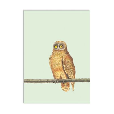 Postal Mellow Owl