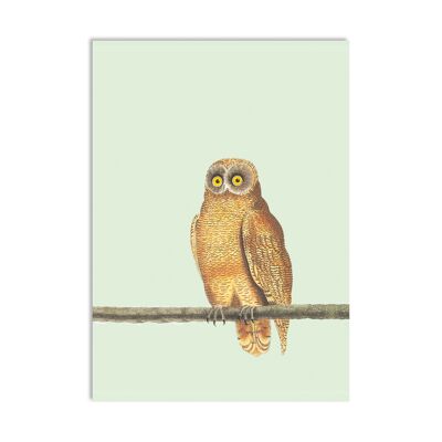 Postcard Mellow Owl