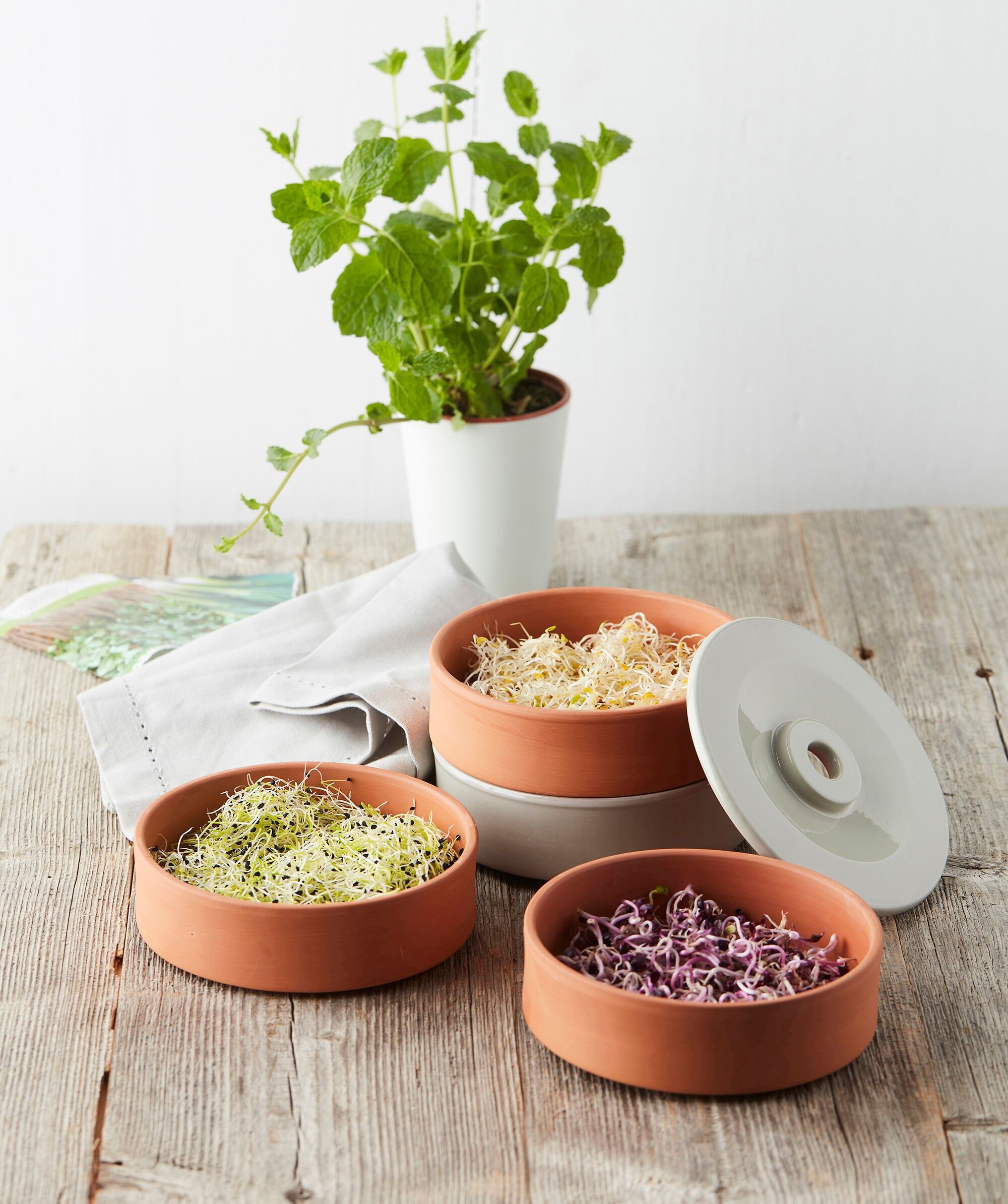 4-stöckiger Terrakotta-Spross