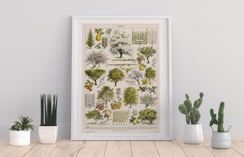Verger, une sélection d'arbres fruitiers et de baies illustrés classés de 1 à 40 - 11X14" Premium Art Print 1