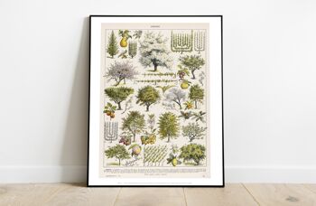 Verger, une sélection d'arbres fruitiers et de baies illustrés classés de 1 à 40 - 11X14" Premium Art Print 2