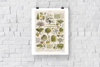 Verger, une sélection d'arbres fruitiers et de baies illustrés classés de 1 à 40 - 11X14" Premium Art Print 3