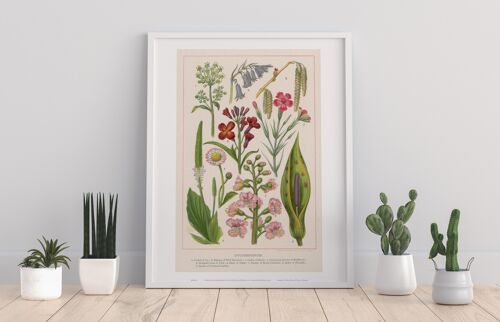 Plants Species Catagorized Up In Numbers 1 To 9 - 11X14” Premium Art Print