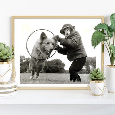 Monkey The Dog Trainer - 11X14” Premium Art Print