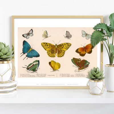 Gama ilustrada de diferentes especies de mariposas, clasificadas del 1 al 10 - Impresión de arte premium de 11X14"