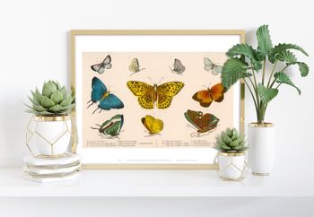 Gamme illustrée de différentes espèces de papillons, catégorisées de 1 à 10 - 11X14" Premium Art Print 1