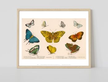 Gamme illustrée de différentes espèces de papillons, catégorisées de 1 à 10 - 11X14" Premium Art Print 2
