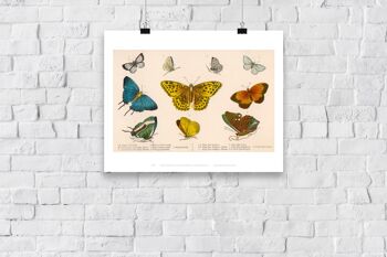 Gamme illustrée de différentes espèces de papillons, catégorisées de 1 à 10 - 11X14" Premium Art Print 3