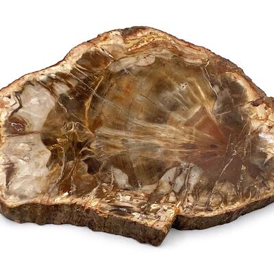 Petrified Wood