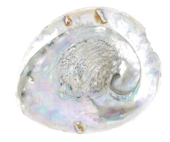 Coquillage d'Ormeau ou Abalone KIT purification (1 coquillage de 13-16 cm, 1 sauge, 1 plume et 3 palo santo) 4