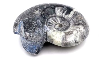 Goniatite fossile Goniatite 4,5cmX4cm 2