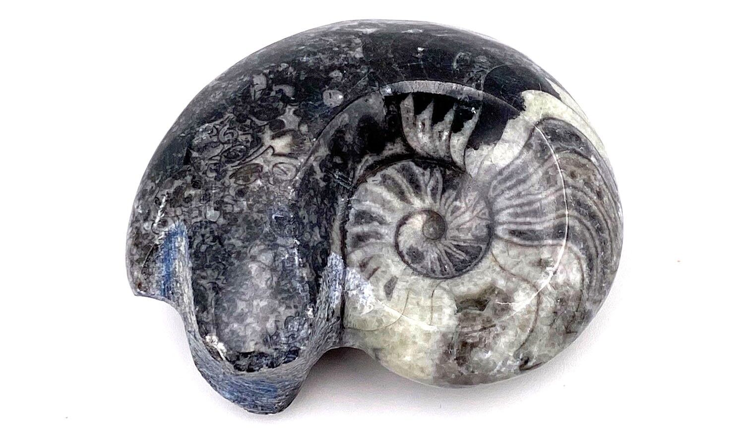 Goniatite fossil Goniatite 6cmX5.5 cm