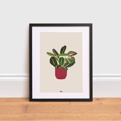 Prayer Plant Print , A4