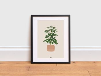 Impression de plantes Schefflera, A3 1