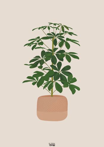 Impression de plantes Schefflera, A3 3