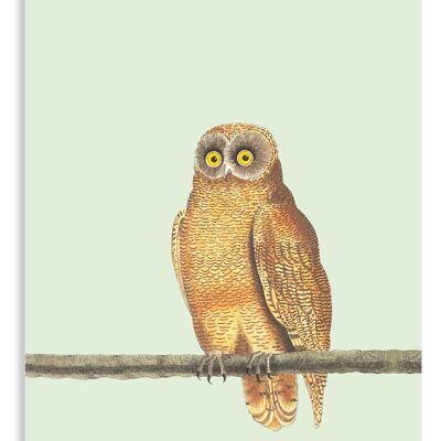 Miniprint Mellow Owl