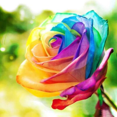 Diamond Painting Bright Rose, 40x40 cm, Square Drills