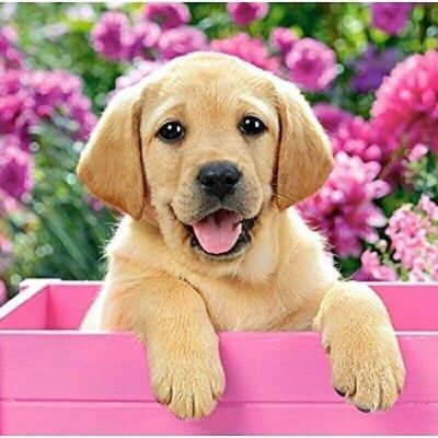 Diamond Painting Dog with Pink Flower, 40x40 cm, Round Drills
