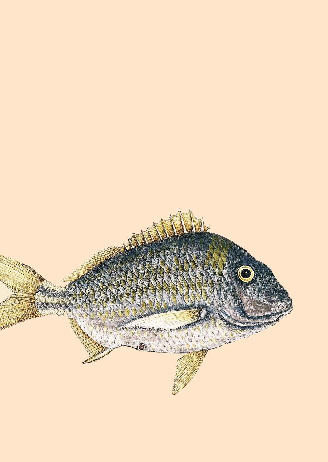 Ministampa A5 Orso grizzly