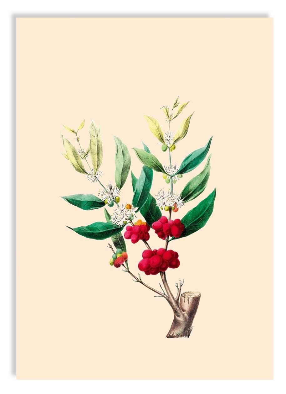 Ministampa A5 Allegro